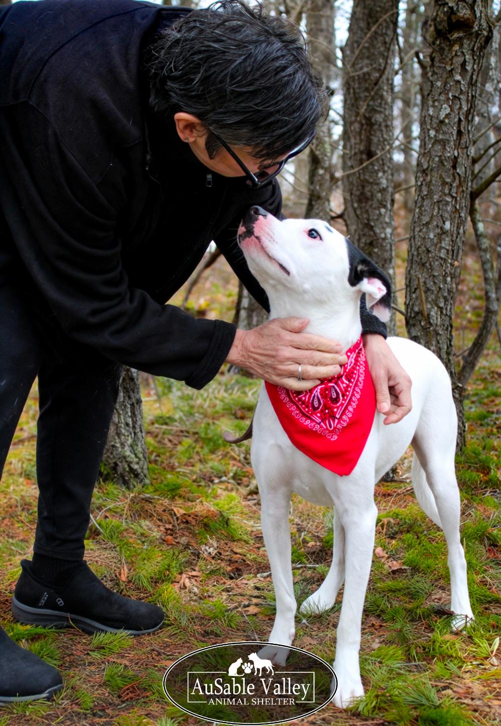 Enlarge Charlie Chaplin, a ADOPTABLE Mixed Breed in Grayling, MI image 3/6