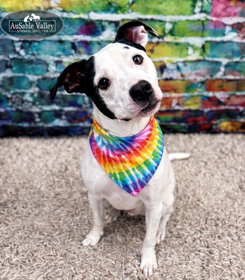 Enlarge Charlie Chaplin, a ADOPTABLE Mixed Breed in Grayling, MI image 1/6