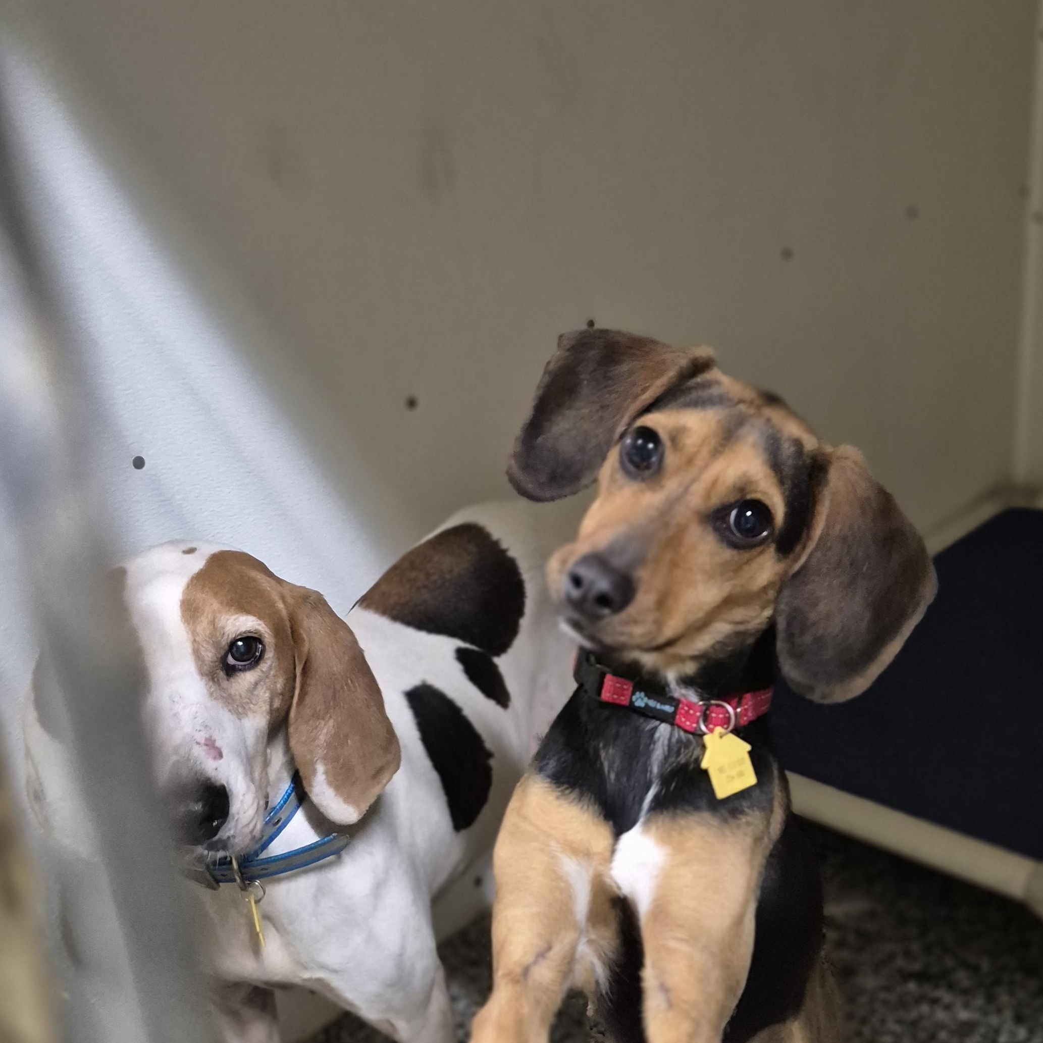 Cheer, a Adoptable mixed breed in Chesapeake, VA image 1/4