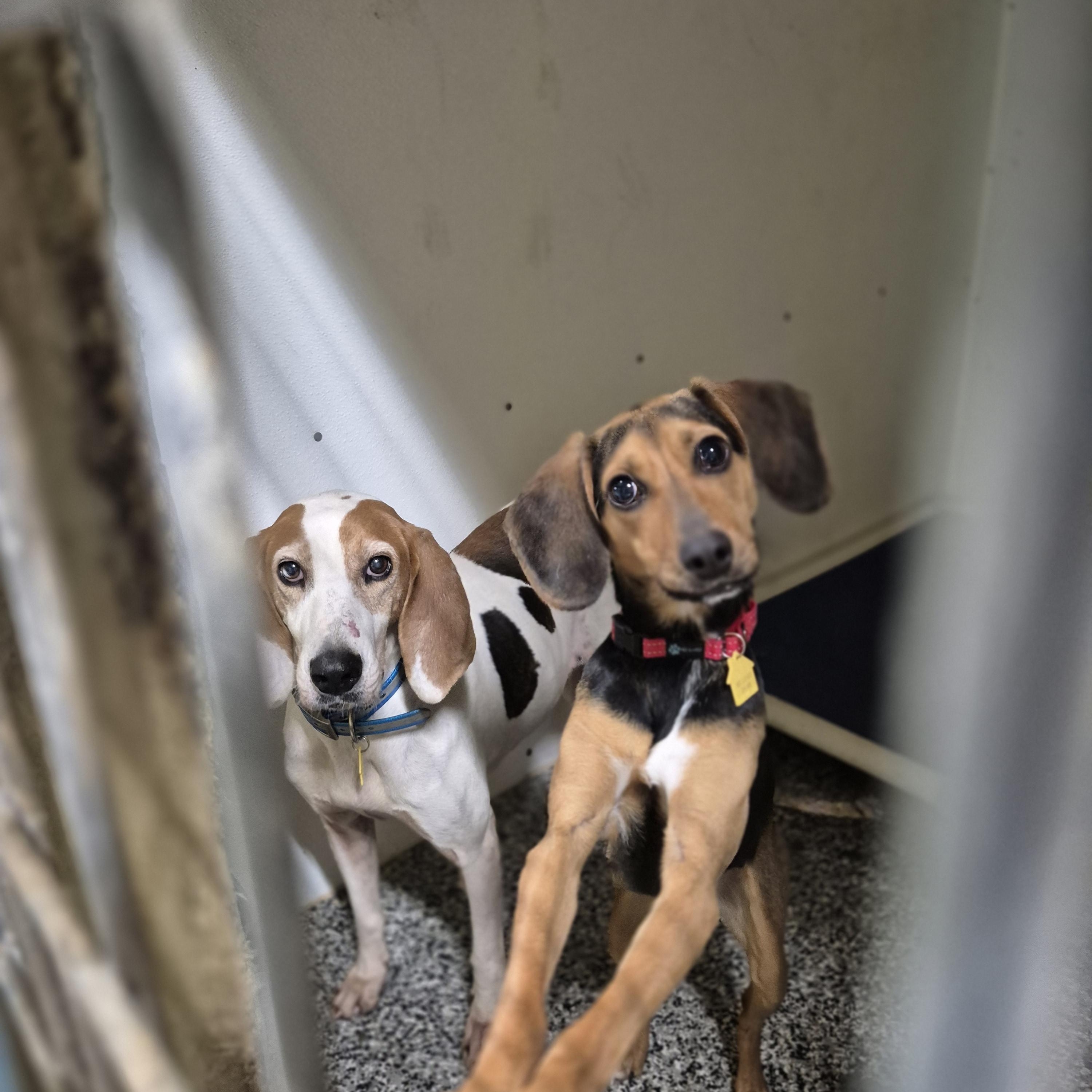 Cheer, a Adoptable mixed breed in Chesapeake, VA image 2/4