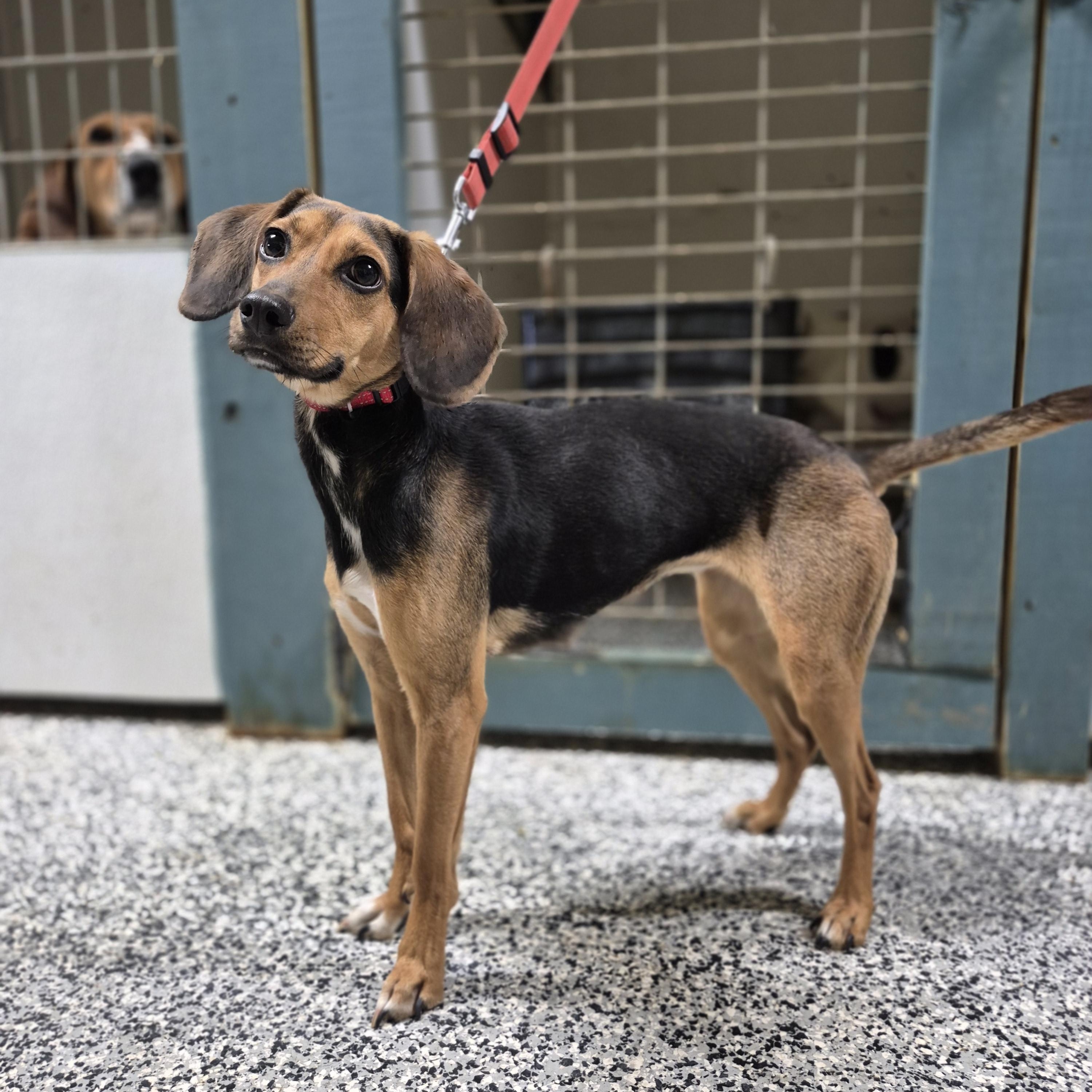 Cheer, a Adoptable mixed breed in Chesapeake, VA image 3/4
