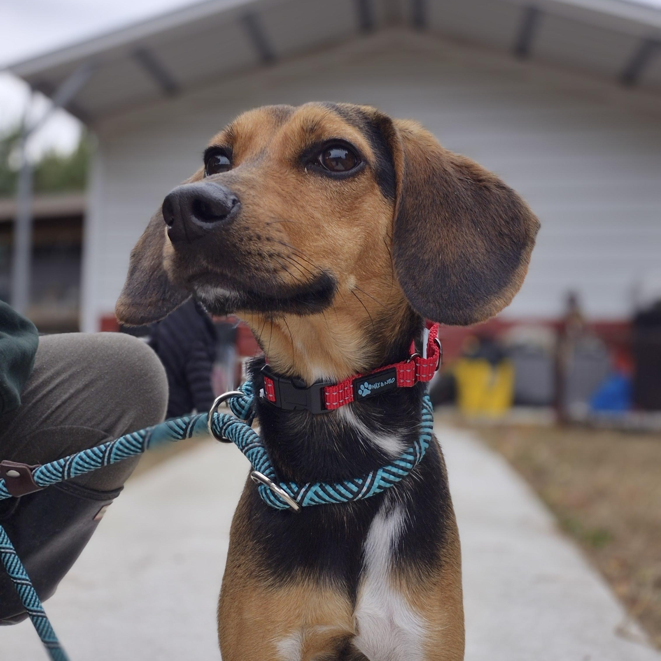 Cheer, a Adoptable mixed breed in Chesapeake, VA image 4/4