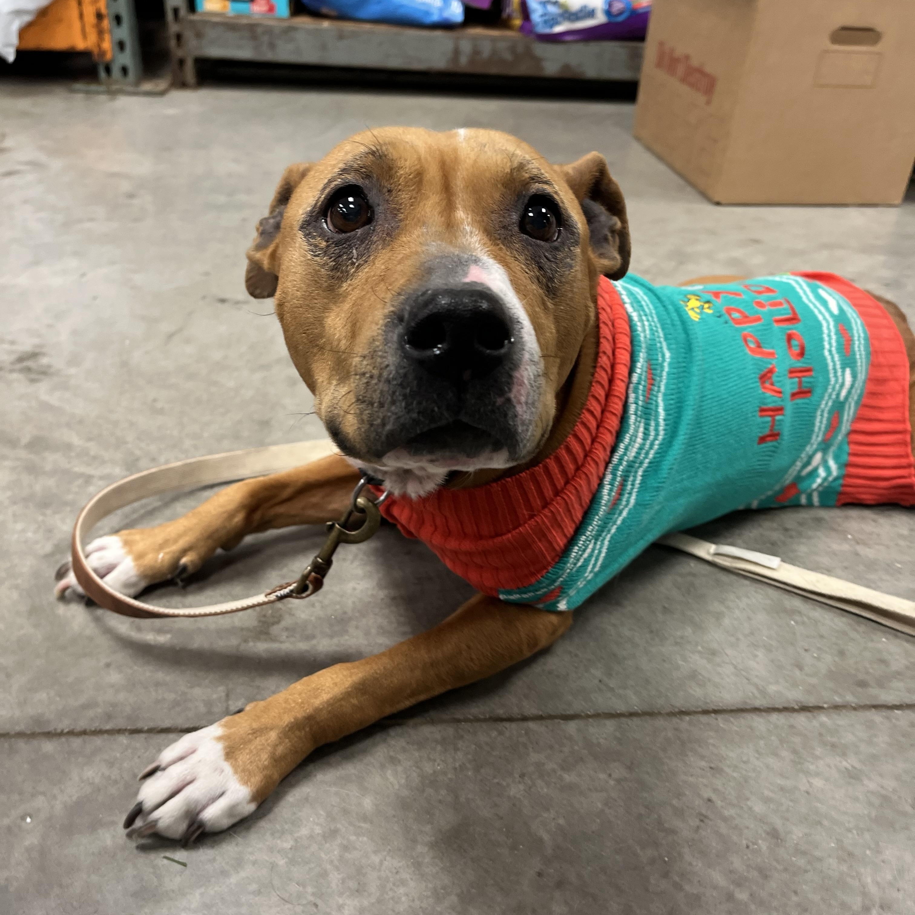 Laney, ADOPTABLE, Adult Female Pit Bull Terrier.