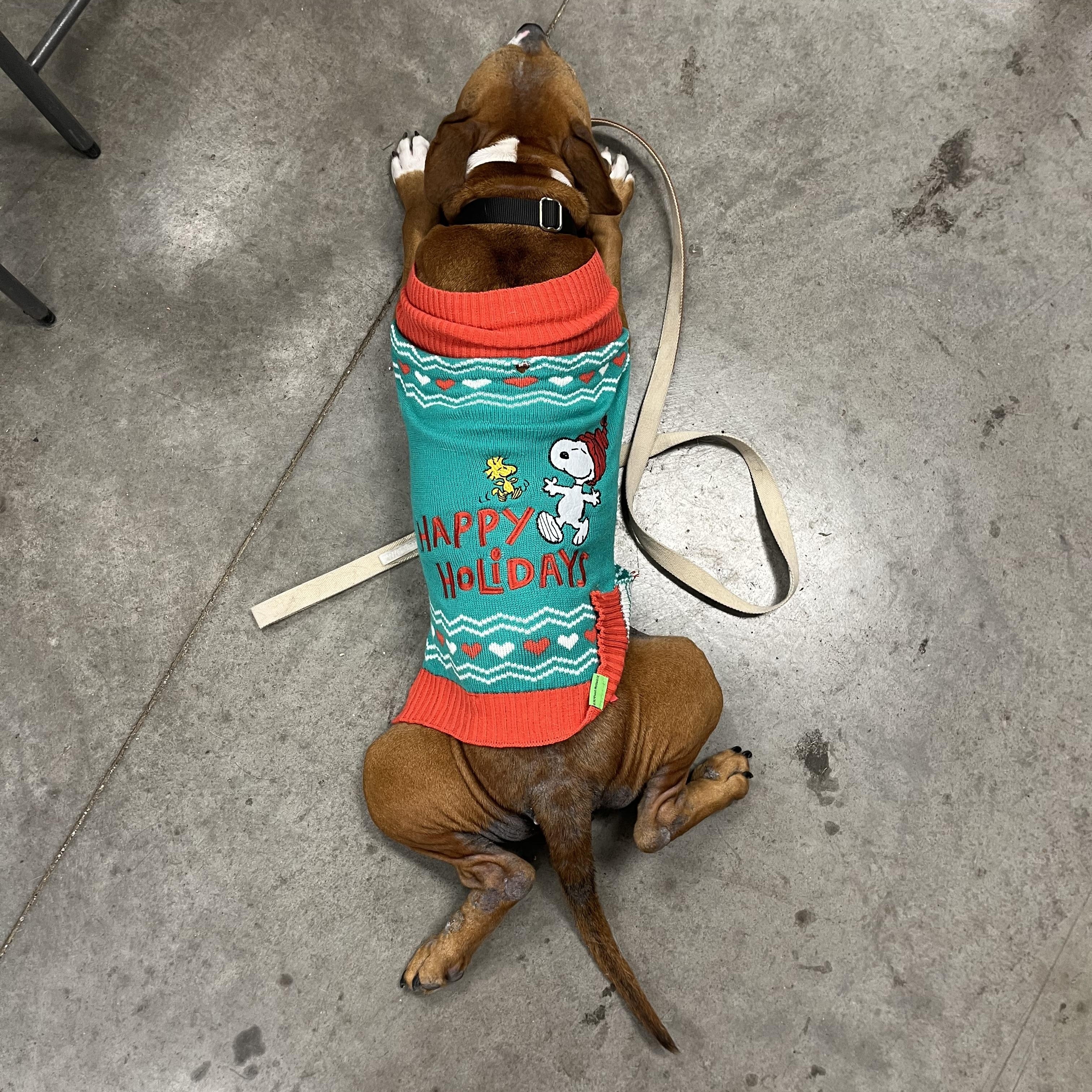 Laney, a ADOPTABLE mixed breed in Monroe, OH image 2/3