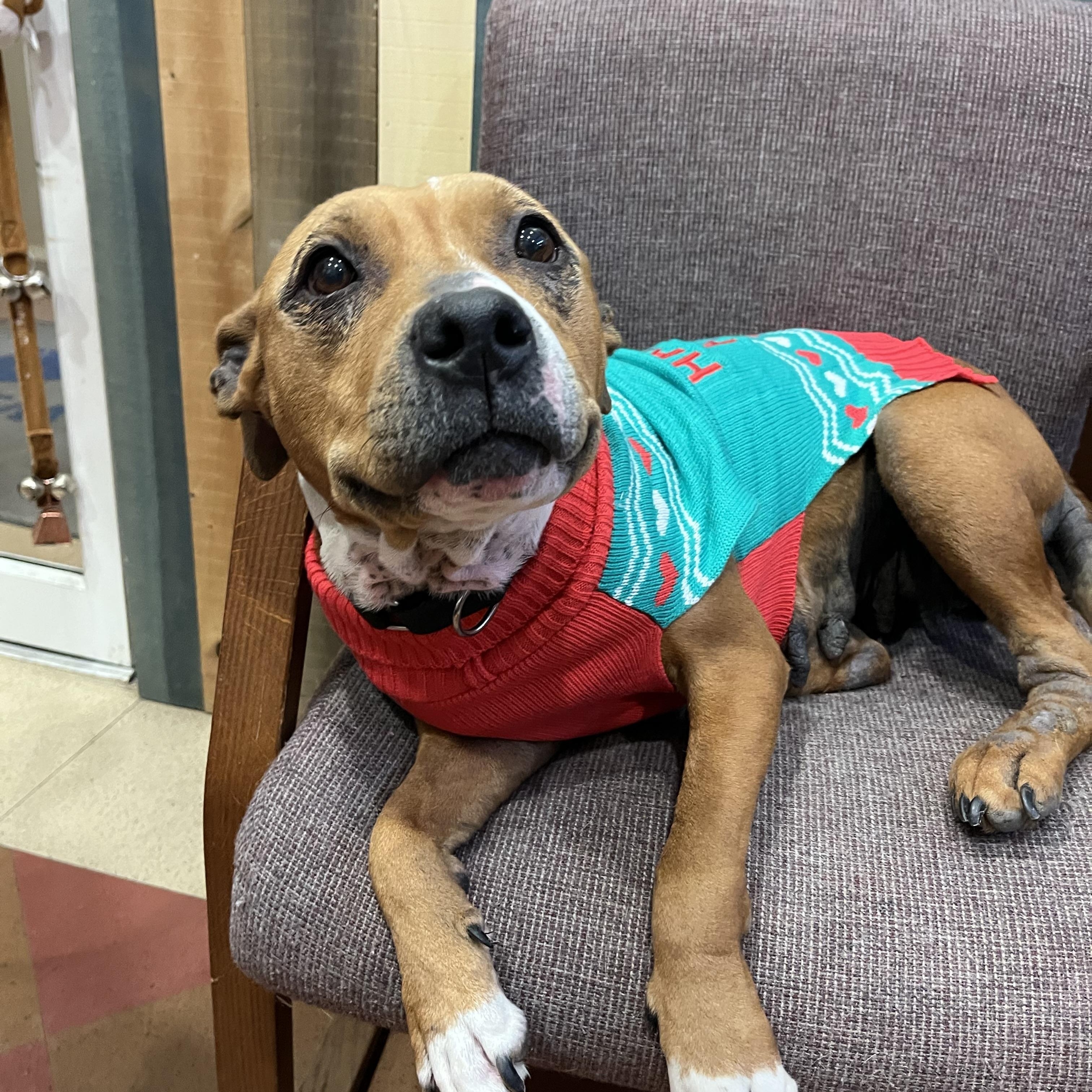 Laney, a ADOPTABLE mixed breed in Monroe, OH image 3/3