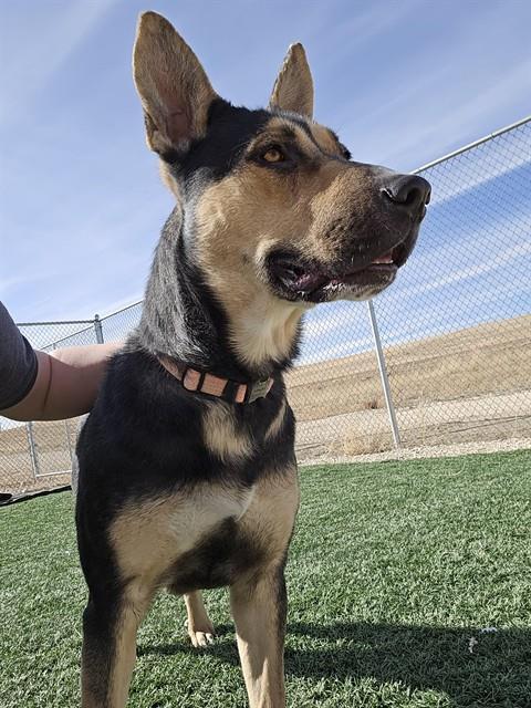 SAVANNAH, Adoptable, Adult Female German Shepherd Dog & Mixed Breed.