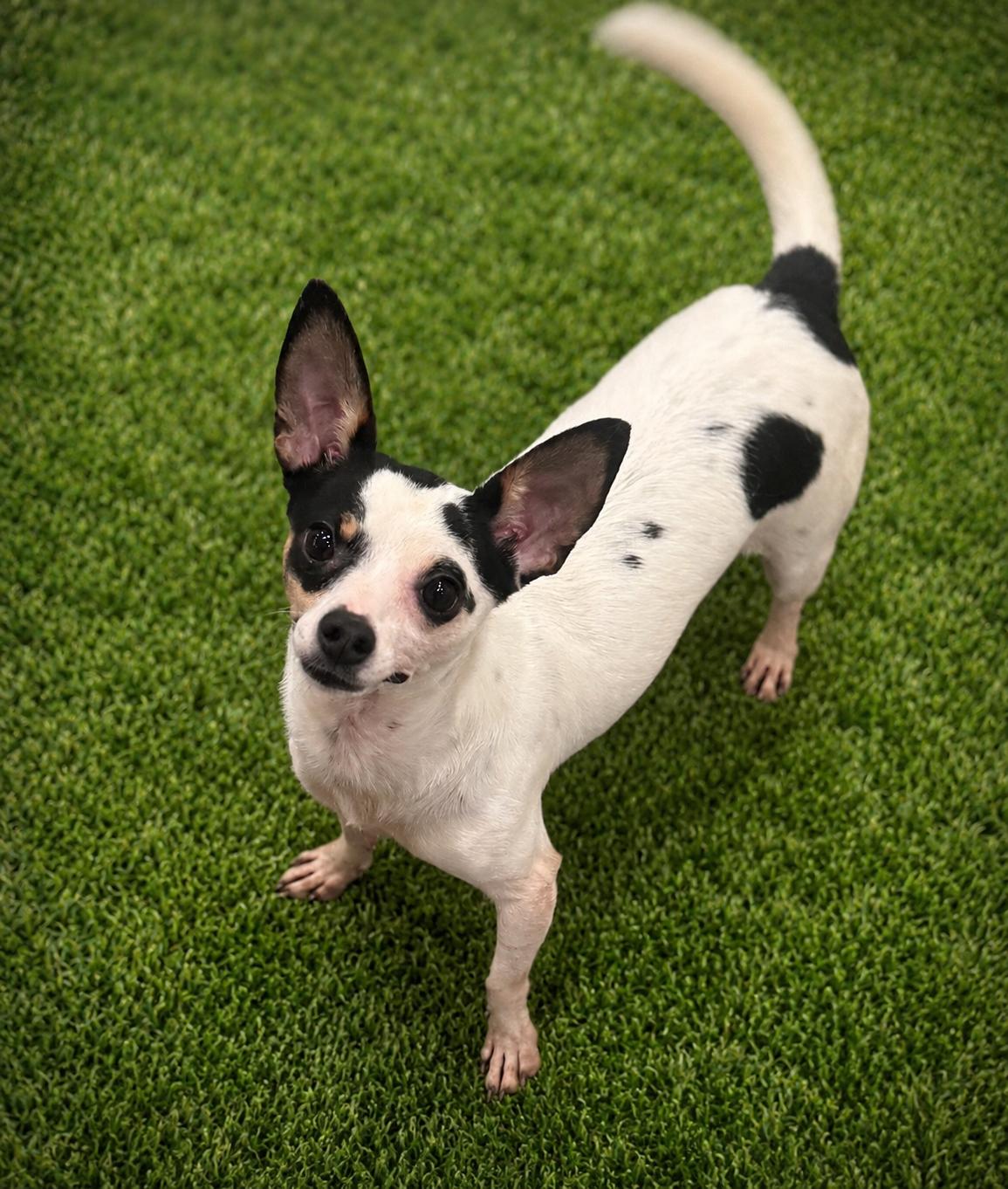 Diamond, ADOPTABLE, Adult Female Rat Terrier & Chihuahua.