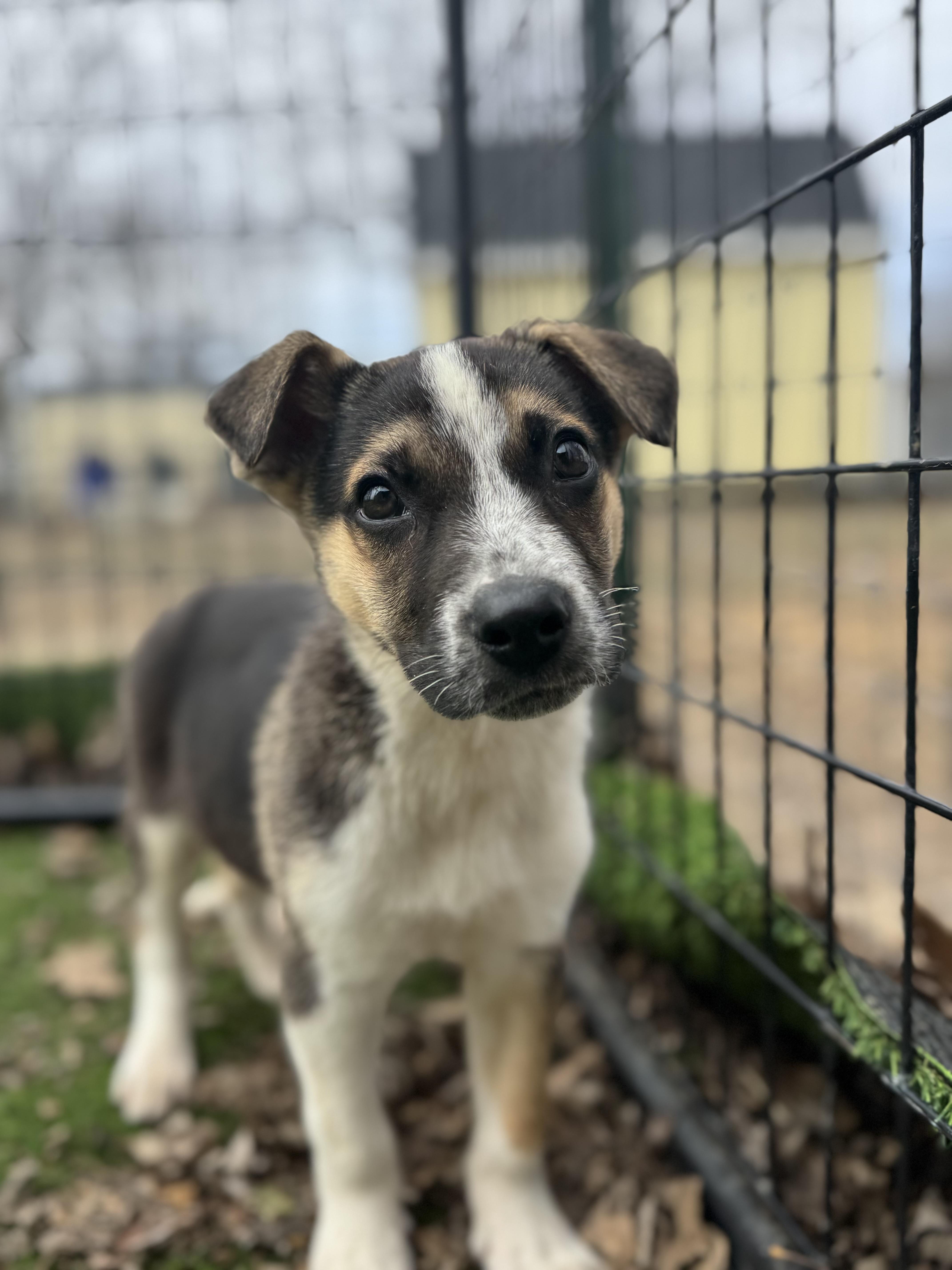 Enlarge OJ! Sweet shy boy , a ADOPTABLE mixed breed in RUSSIAVILLE, IN image 3/4
