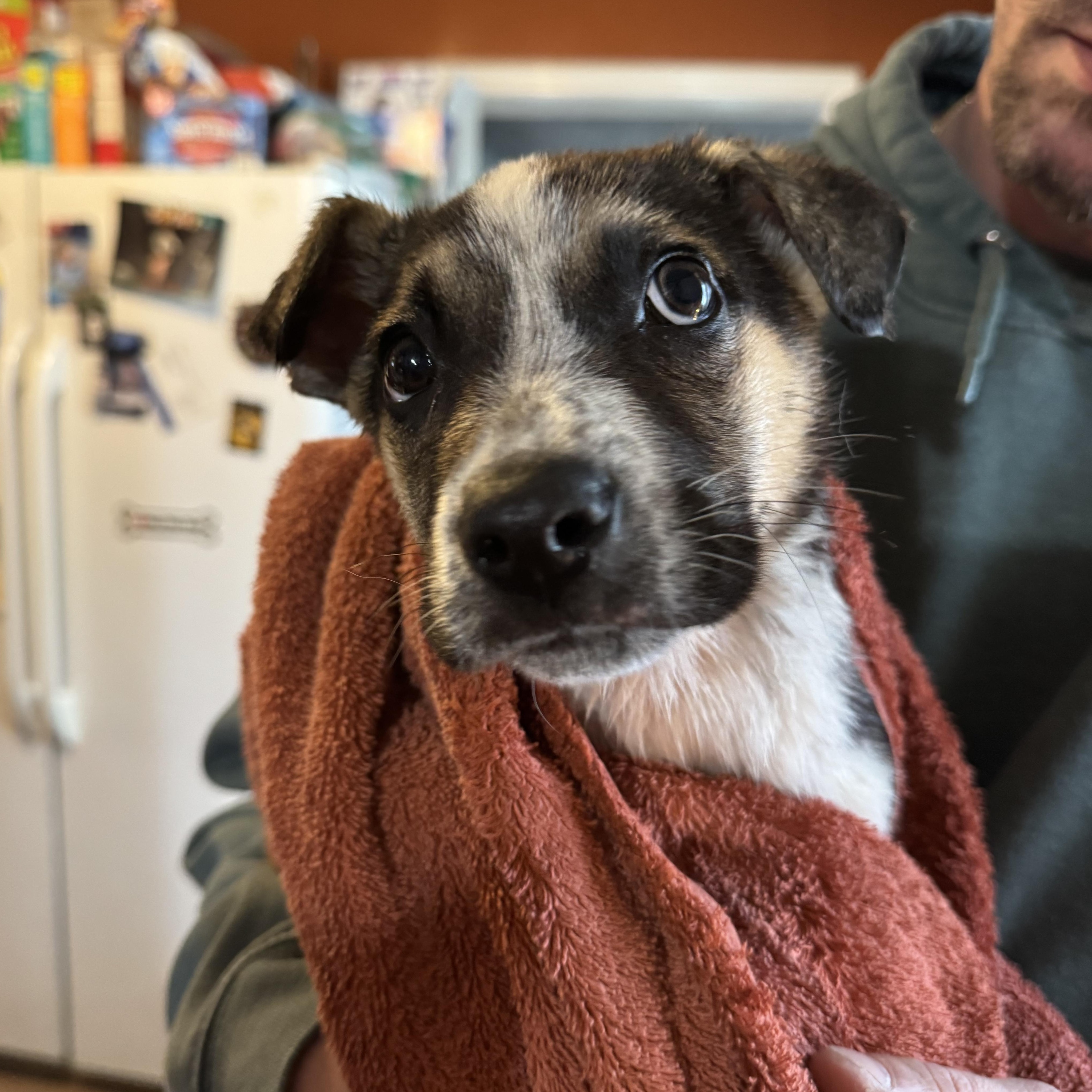 Enlarge OJ! Sweet shy boy , a ADOPTABLE mixed breed in RUSSIAVILLE, IN image 4/4