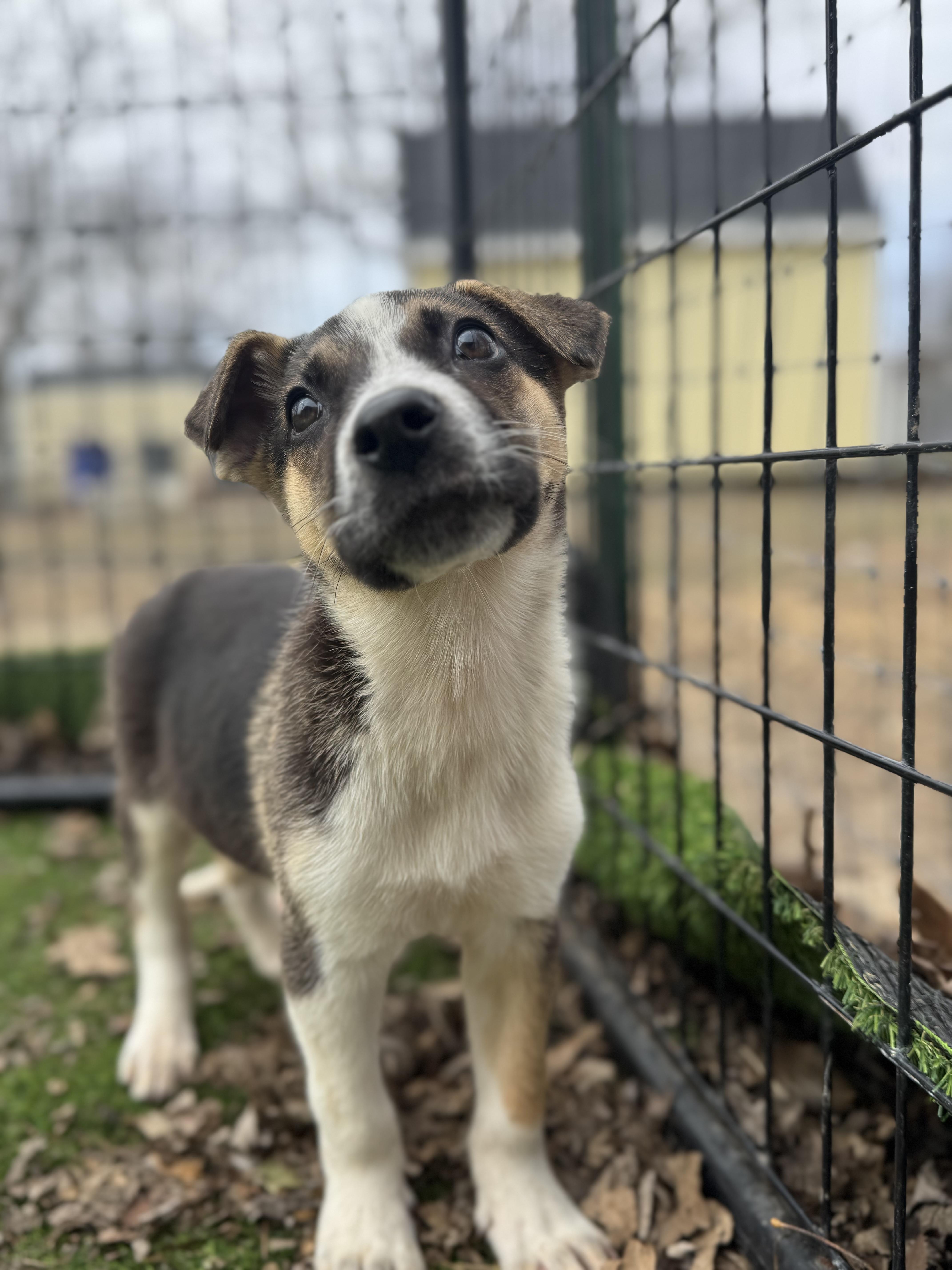 OJ! Sweet shy boy , ADOPTABLE, Puppy Male Cattle Dog & Collie.