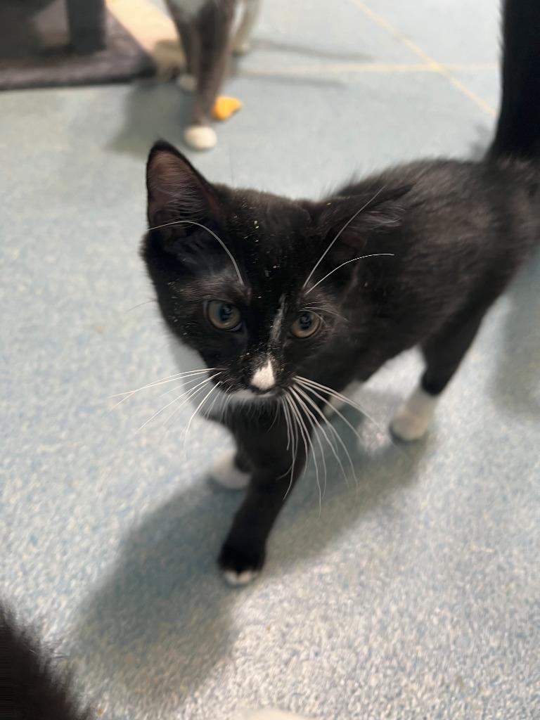 Sparrow, Adoptable, Young Female Domestic Short Hair.