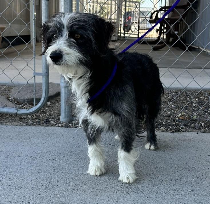 61096012, adopted, Adult Male Terrier.