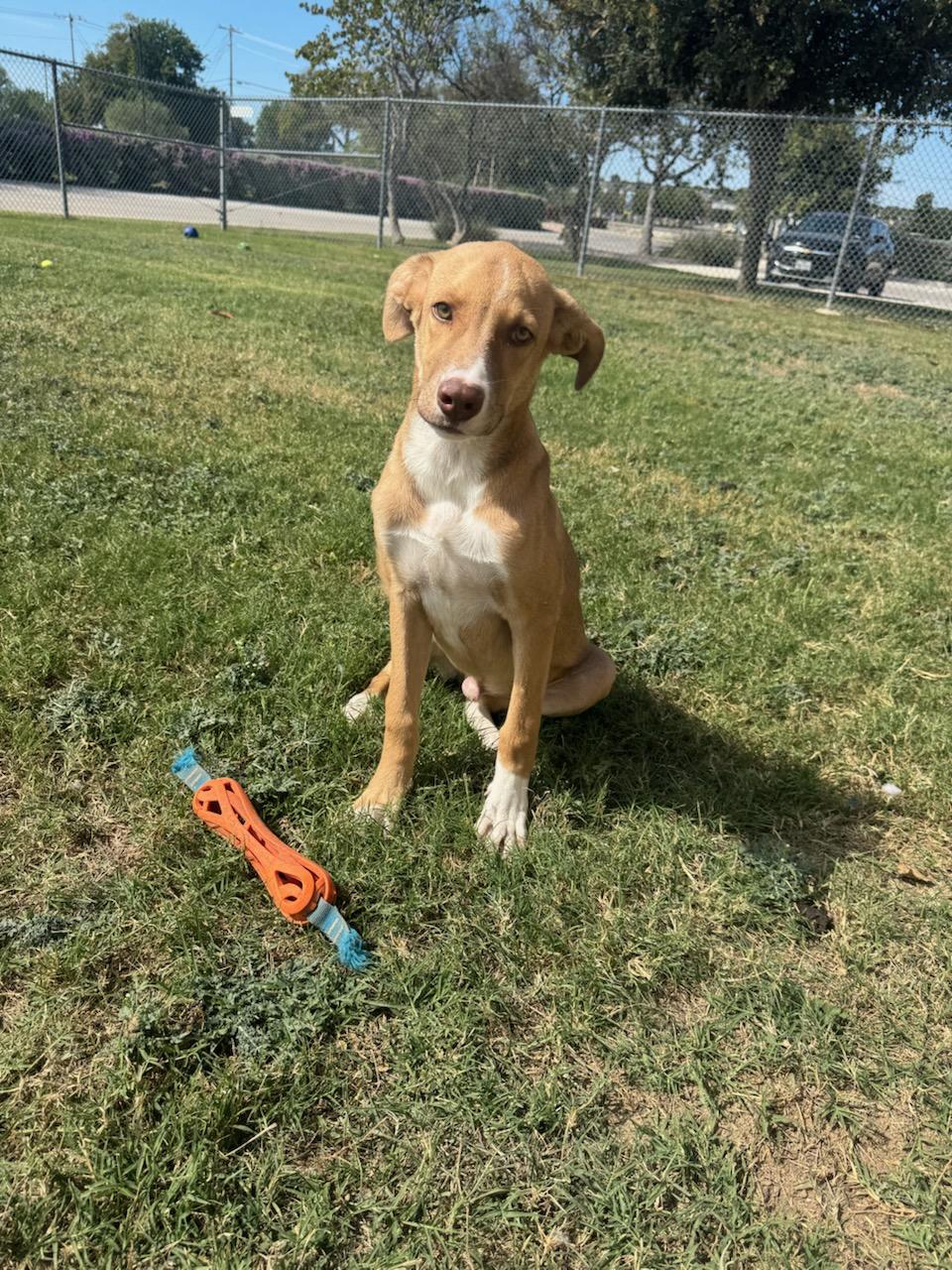 Enlarge Nacho, a Adoptable Mixed Breed in Schertz, TX image 1/2