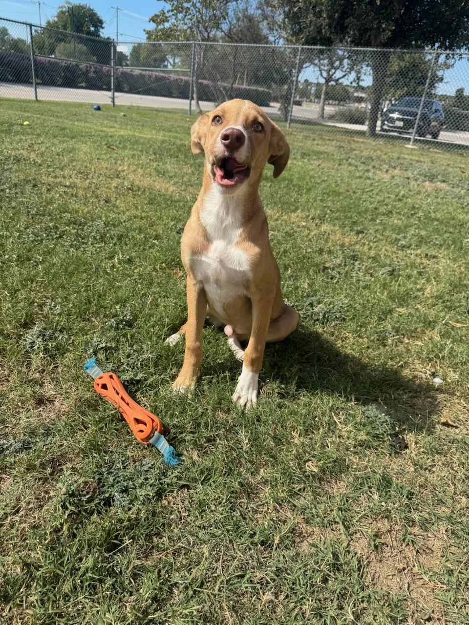 Enlarge Nacho, a Adoptable Mixed Breed in Schertz, TX image 2/2