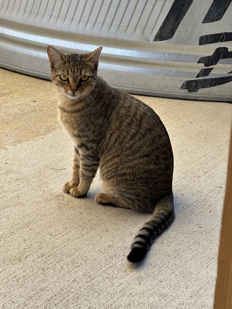 Enlarge Lion, a Adoptable mixed breed in Lafayette, CO image 2/6
