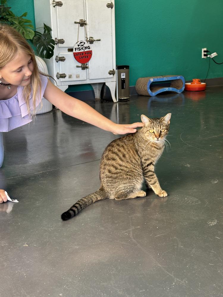 Enlarge Lion, a Adoptable mixed breed in Lafayette, CO image 2/6