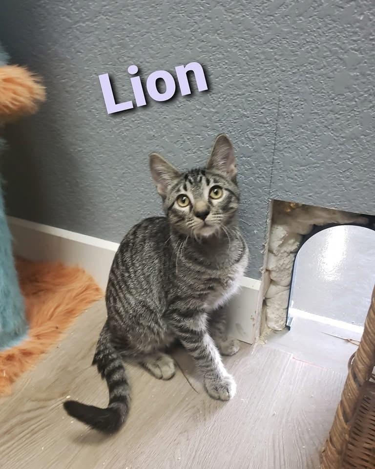 Enlarge Lion, a Adoptable mixed breed in Lafayette, CO image 3/6