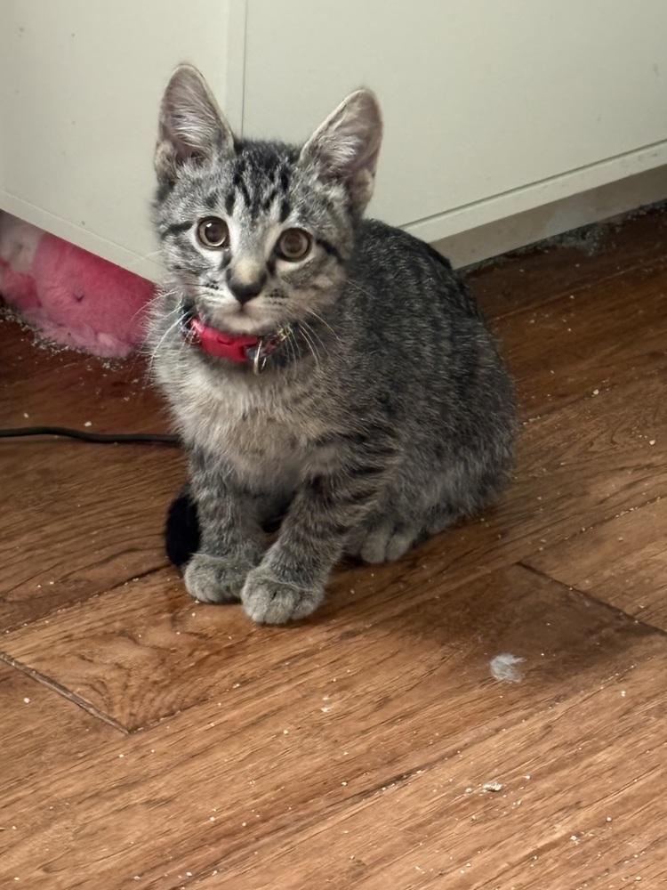 Enlarge Lion, a Adoptable mixed breed in Lafayette, CO image 4/6