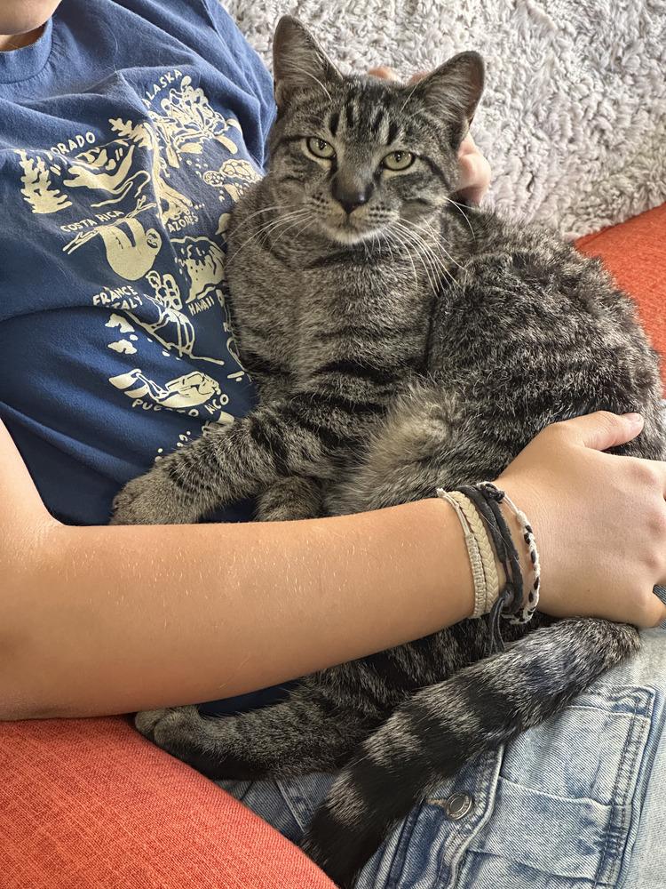 Enlarge Lion, a Adoptable mixed breed in Lafayette, CO image 5/6