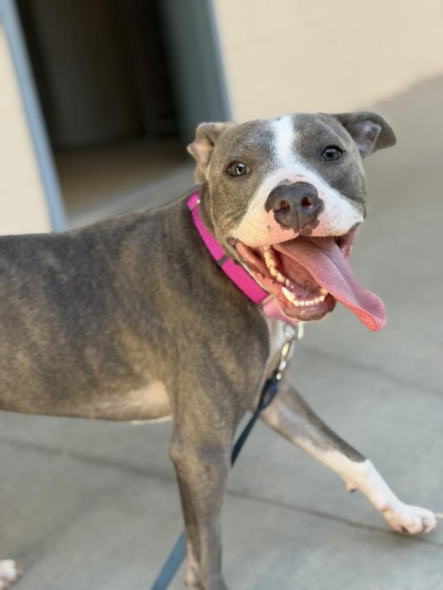 SCOPE, Adoptable, Young Female Pit Bull Terrier.