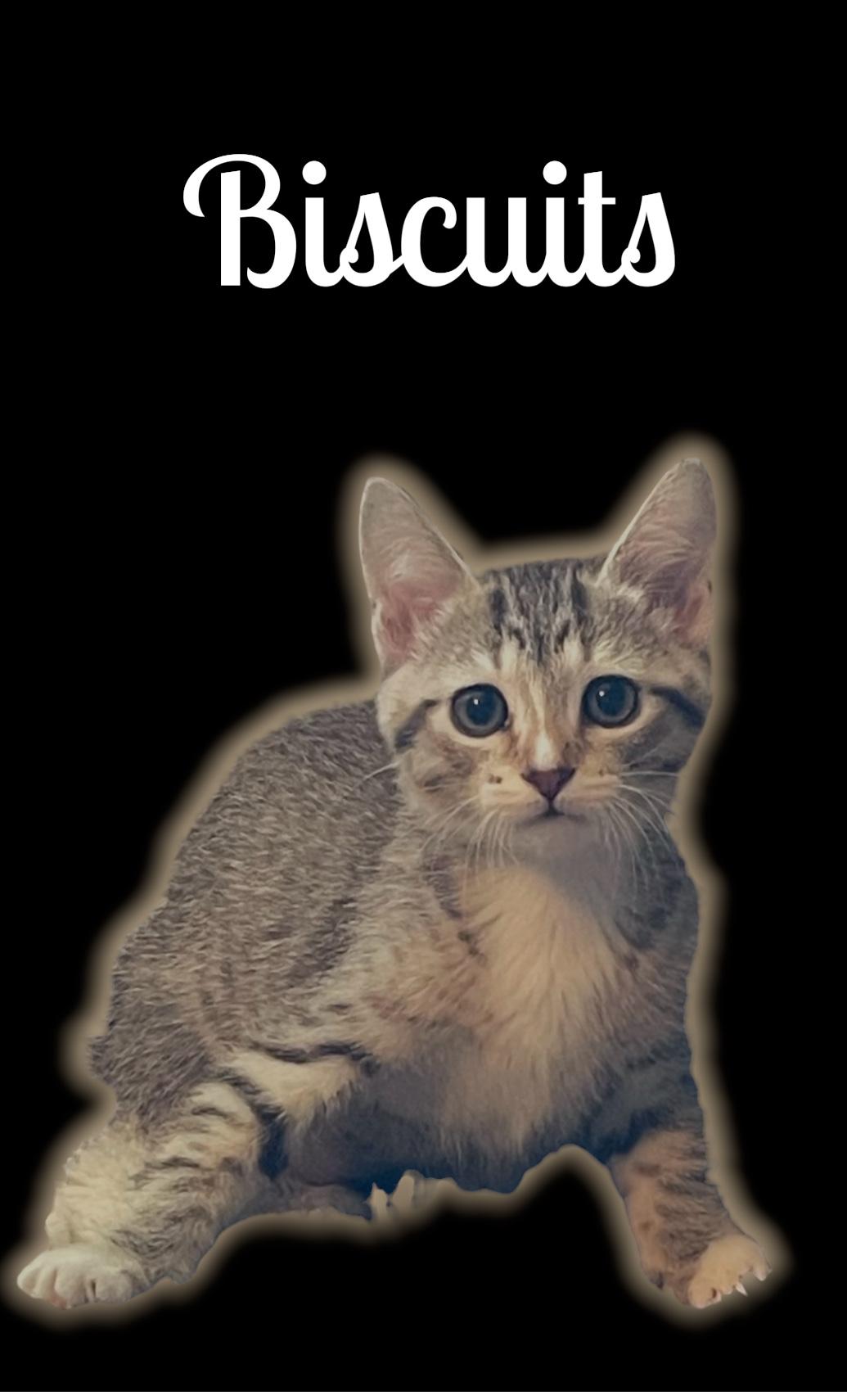 Biscuits, adopted, Kitten Female Domestic Short Hair.