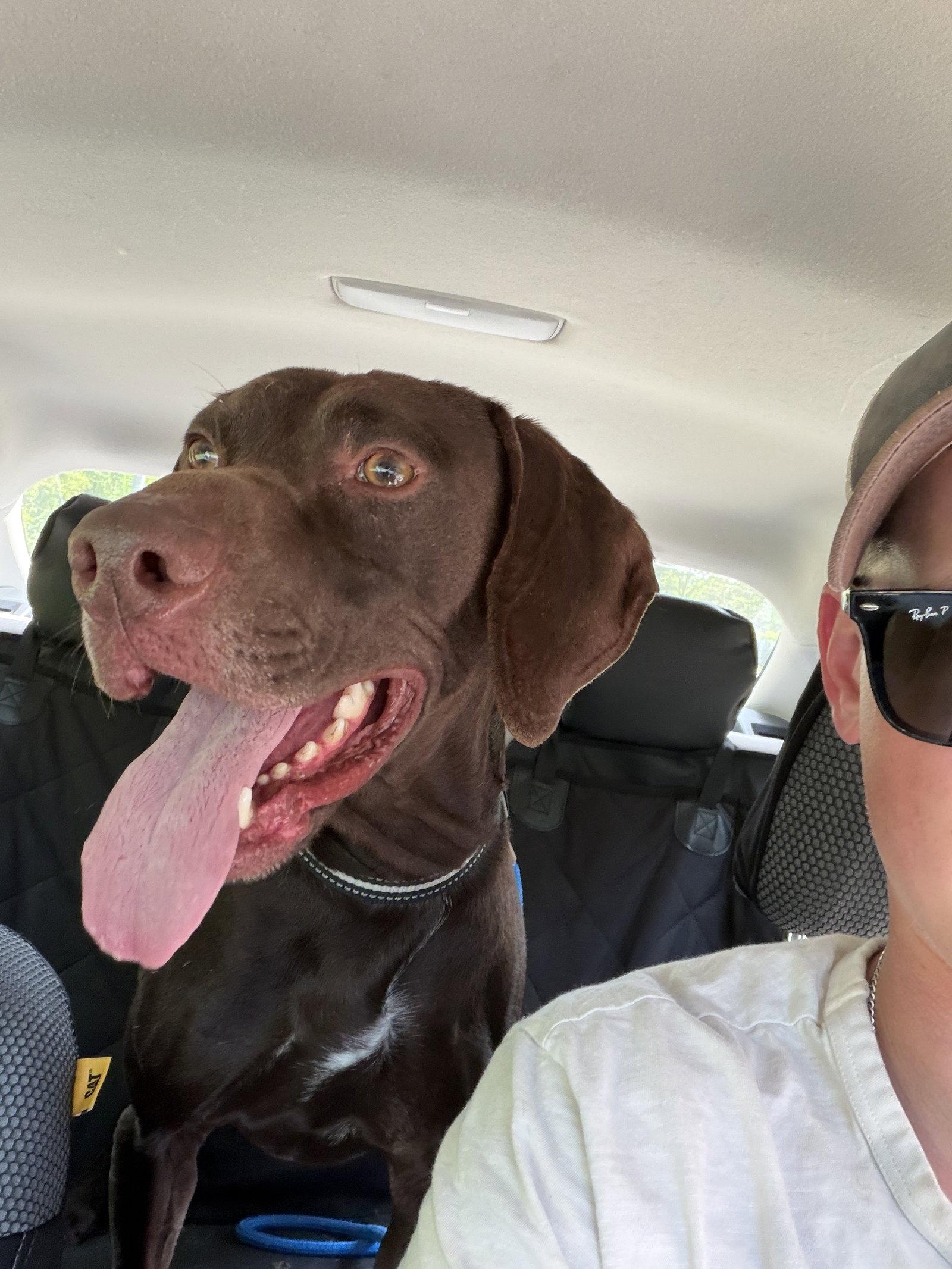 Enlarge Flannery, a Adopted German Shorthaired Pointer in Omaha, NE image 1/3