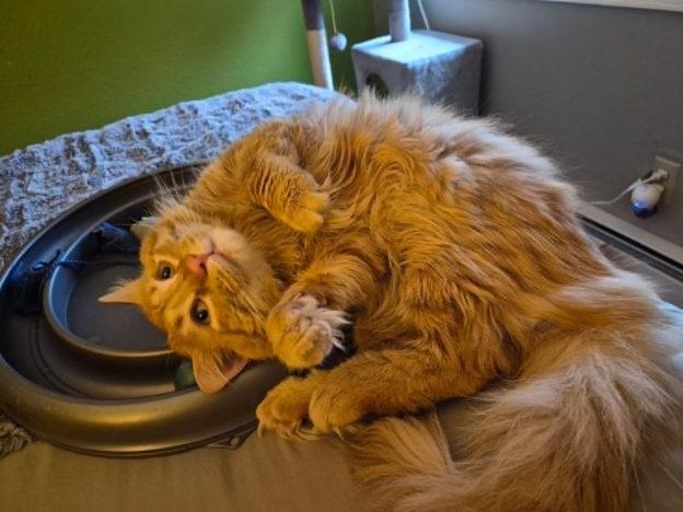 Wuxi, adopted, Young Male Domestic Long Hair.