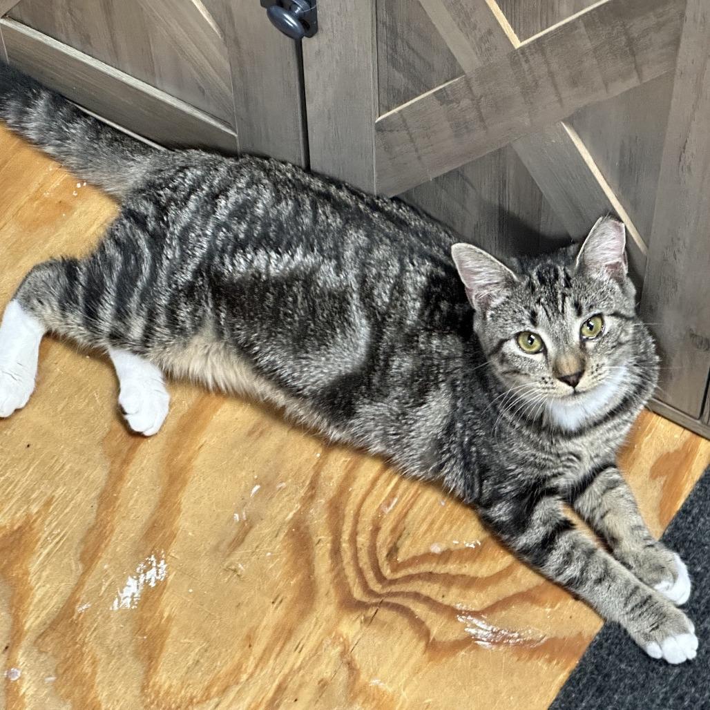 Hope, Adoptable, Young Female Domestic Short Hair.