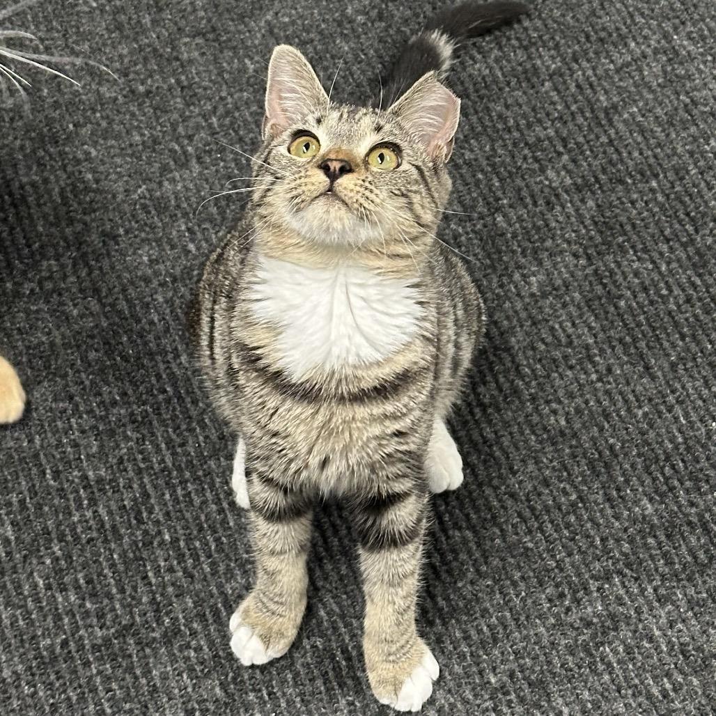 Enlarge Hope, a Adoptable Domestic Short Hair in Opelika, AL image 2/3