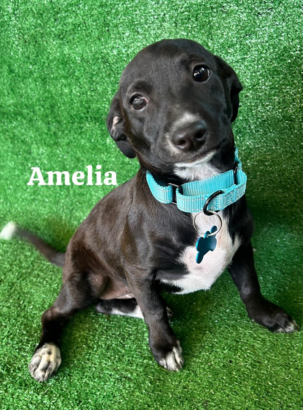 Enlarge Amelia, a Adopted Mixed Breed in San Ysidro, CA image 4/5