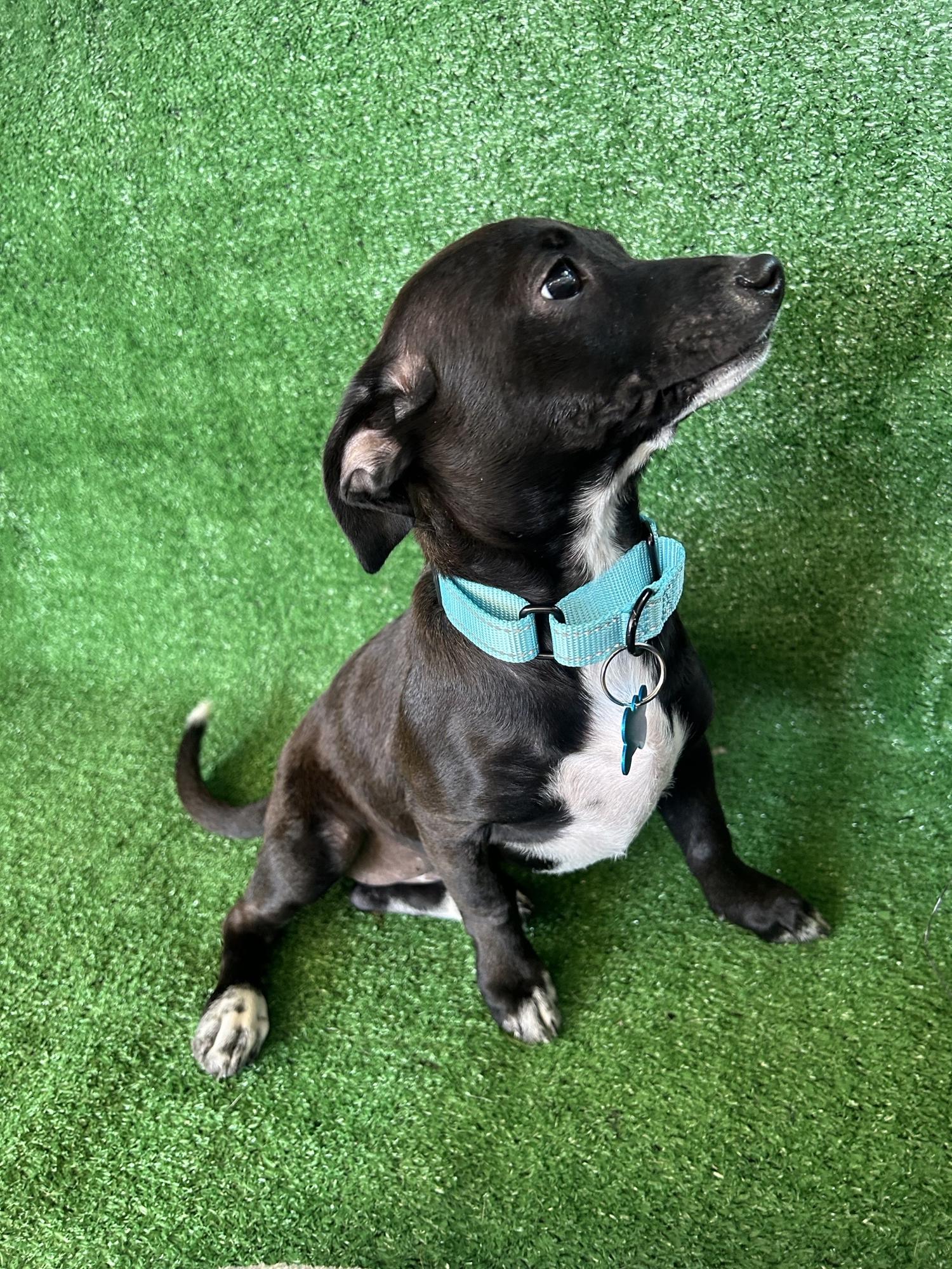 Enlarge Amelia, a Adopted Mixed Breed in San Ysidro, CA image 2/5