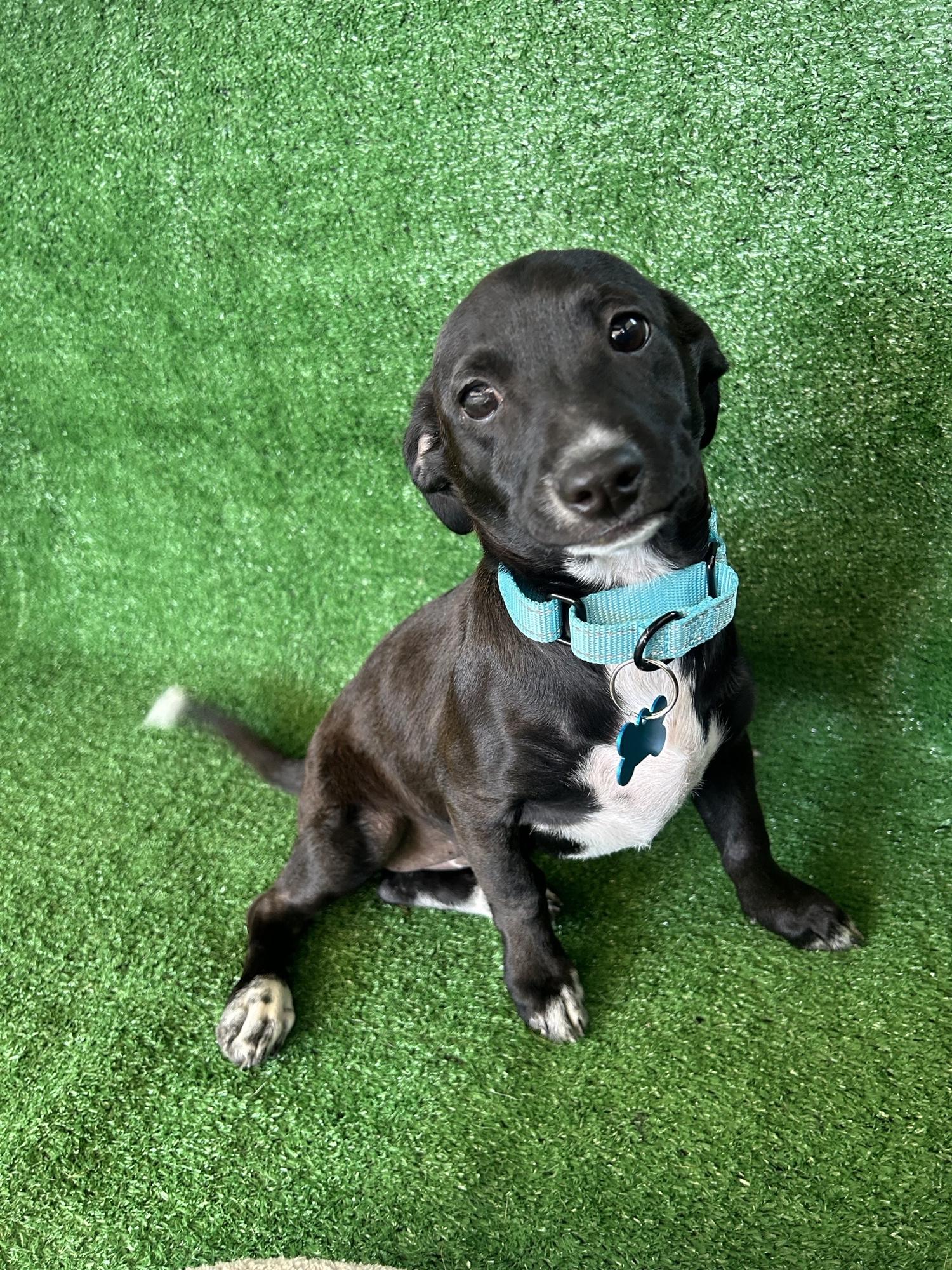 Enlarge Amelia, a Adopted Mixed Breed in San Ysidro, CA image 1/5