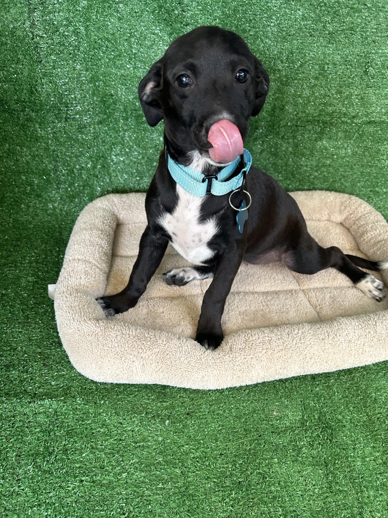 Enlarge Amelia, a Adopted Mixed Breed in San Ysidro, CA image 3/5