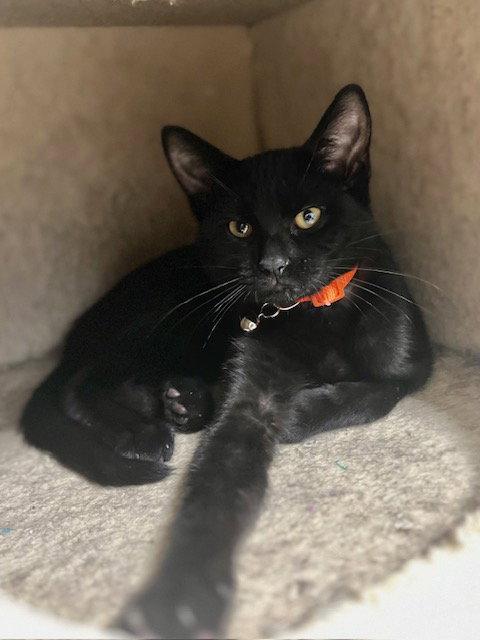 Saki, Adoptable, Young Female Domestic Short Hair.