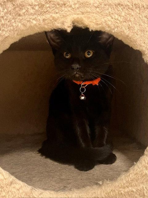Enlarge Saki, a Adoptable Domestic Short Hair in Webster, WI image 2/3