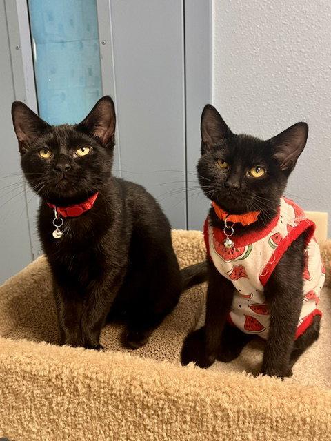 Enlarge Saki, a Adoptable Domestic Short Hair in Webster, WI image 3/3