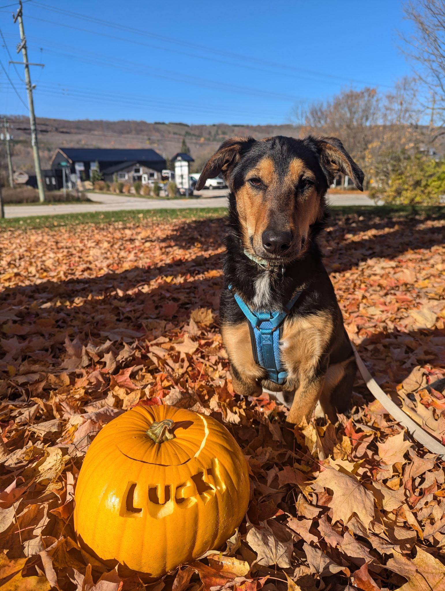 Lucky, a Adoptable mixed breed in Owen Sound, ON image 1/3