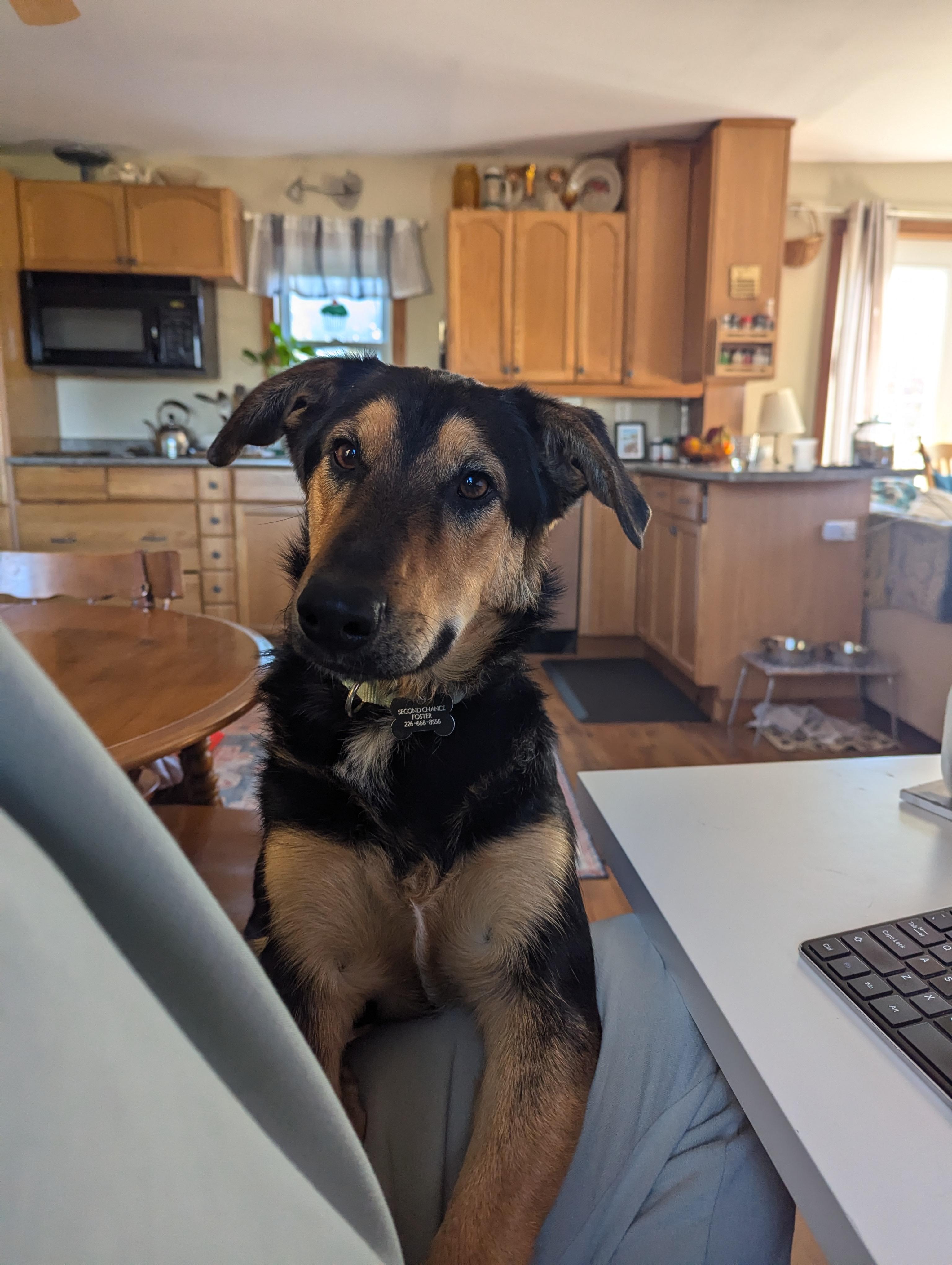 Lucky, a Adoptable mixed breed in Owen Sound, ON image 2/3