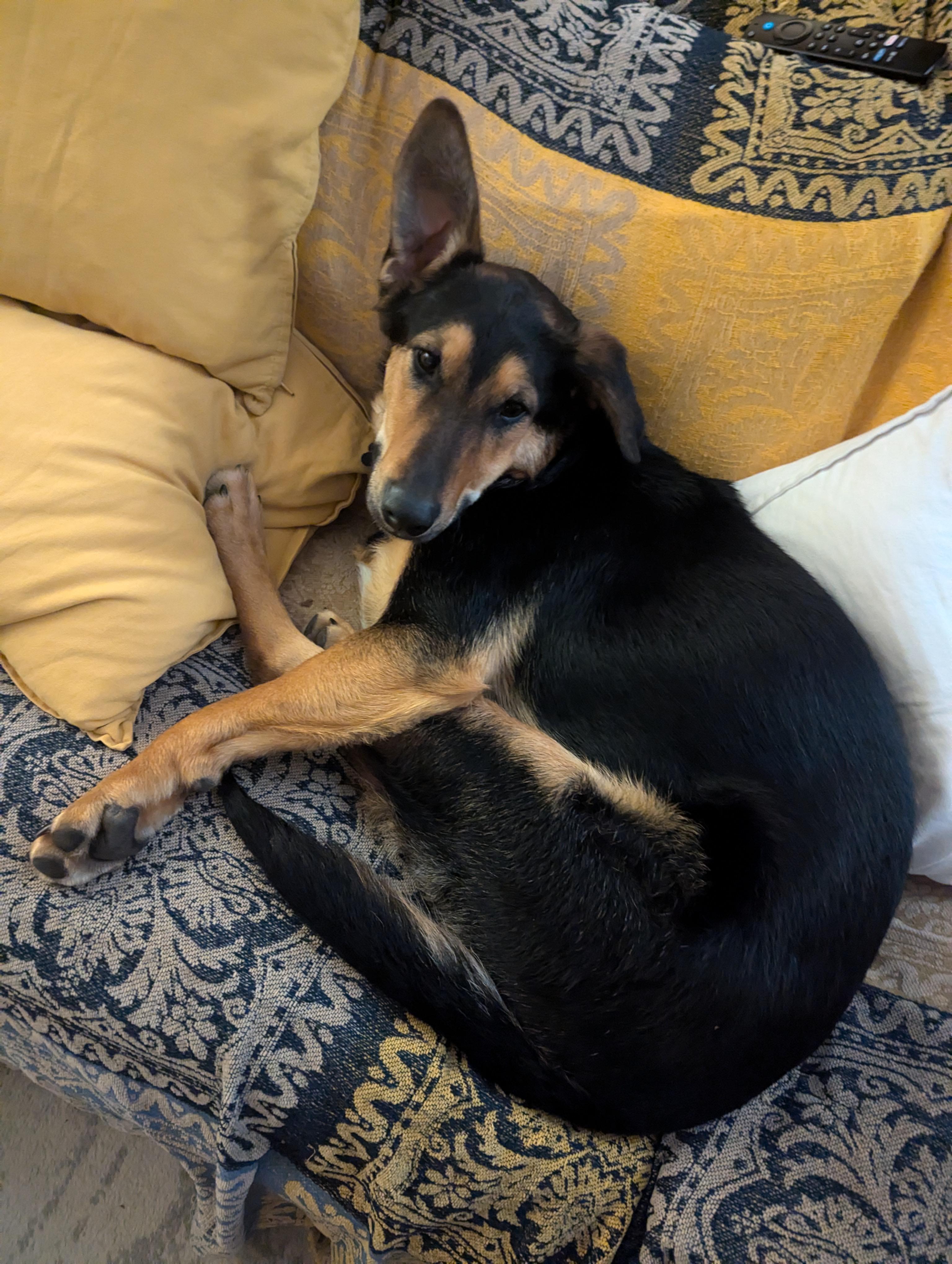 Lucky, a Adoptable mixed breed in Owen Sound, ON image 3/3