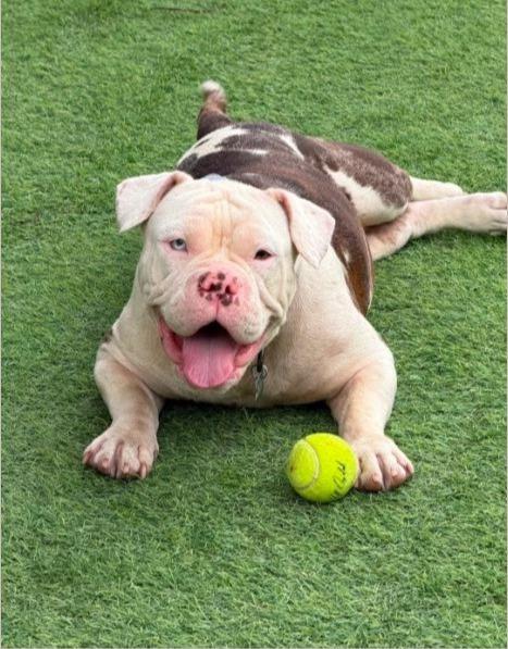 Karri ADOPT OR FOSTER-TO-ADOPT, ADOPTABLE, Young Female English Bulldog.