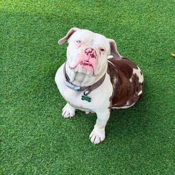 Enlarge Karri ADOPT OR FOSTER-TO-ADOPT, a ADOPTABLE English Bulldog in Miami, FL image 2/6