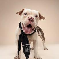 Enlarge Karri ADOPT OR FOSTER-TO-ADOPT, a ADOPTABLE English Bulldog in Miami, FL image 3/6