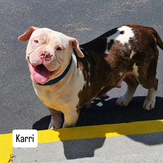 Karri ADOPT OR FOSTER-TO-ADOPT, ADOPTABLE, Young Female English Bulldog.