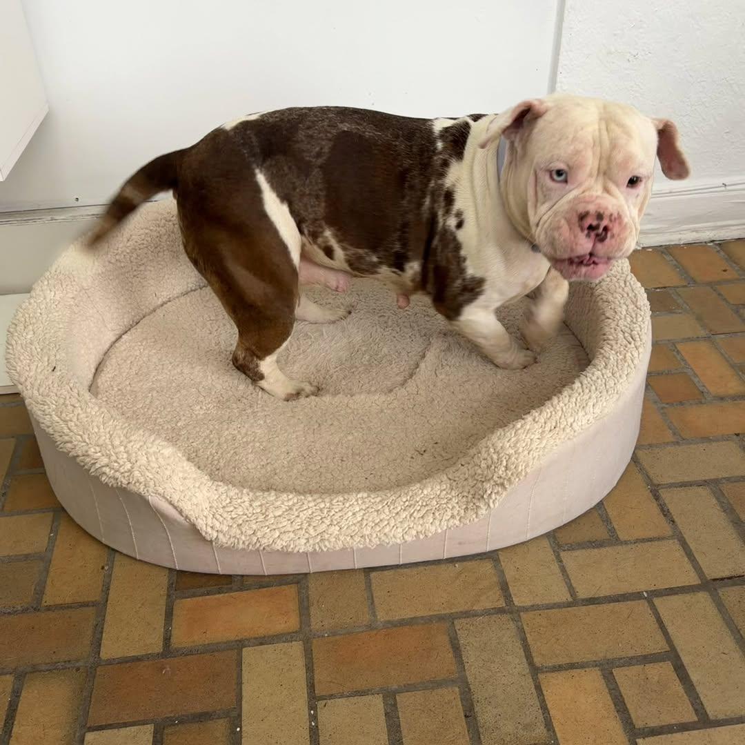 Karri ADOPT OR FOSTER-TO-ADOPT, a ADOPTABLE English Bulldog in Miami, FL image 4/6