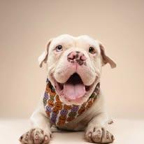 Enlarge Karri ADOPT OR FOSTER-TO-ADOPT, a ADOPTABLE English Bulldog in Miami, FL image 1/6