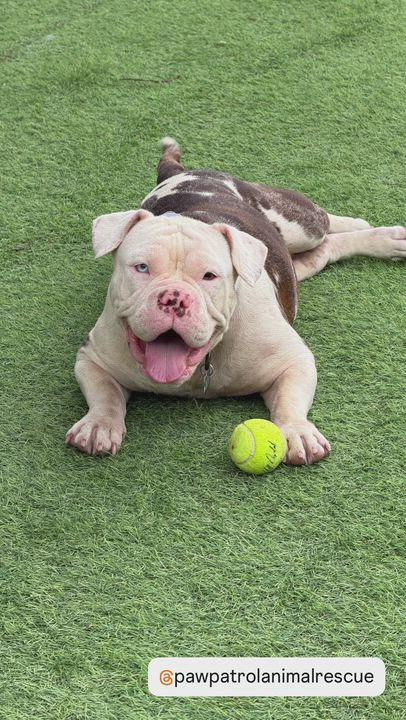 Enlarge Karri ADOPT OR FOSTER-TO-ADOPT, a ADOPTABLE English Bulldog in Miami, FL video 1/2
