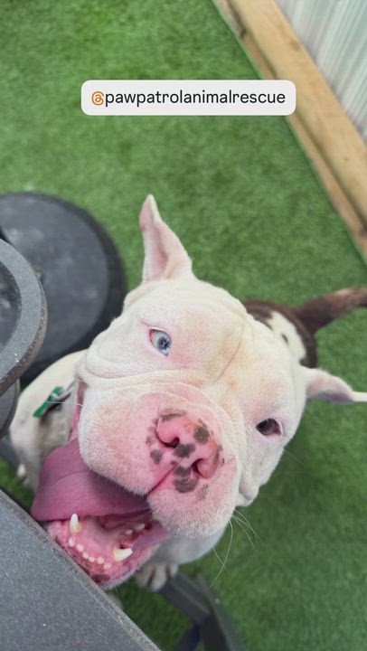 Enlarge Karri ADOPT OR FOSTER-TO-ADOPT, a ADOPTABLE English Bulldog in Miami, FL video 5/6