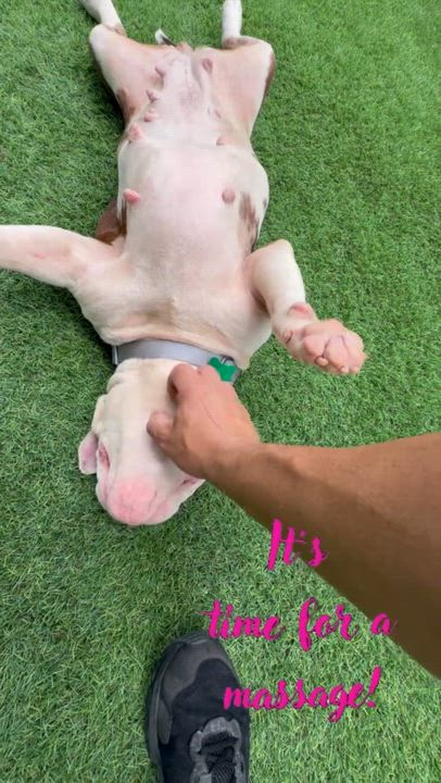 Enlarge Karri ADOPT OR FOSTER-TO-ADOPT, a ADOPTABLE English Bulldog in Miami, FL video 6/6