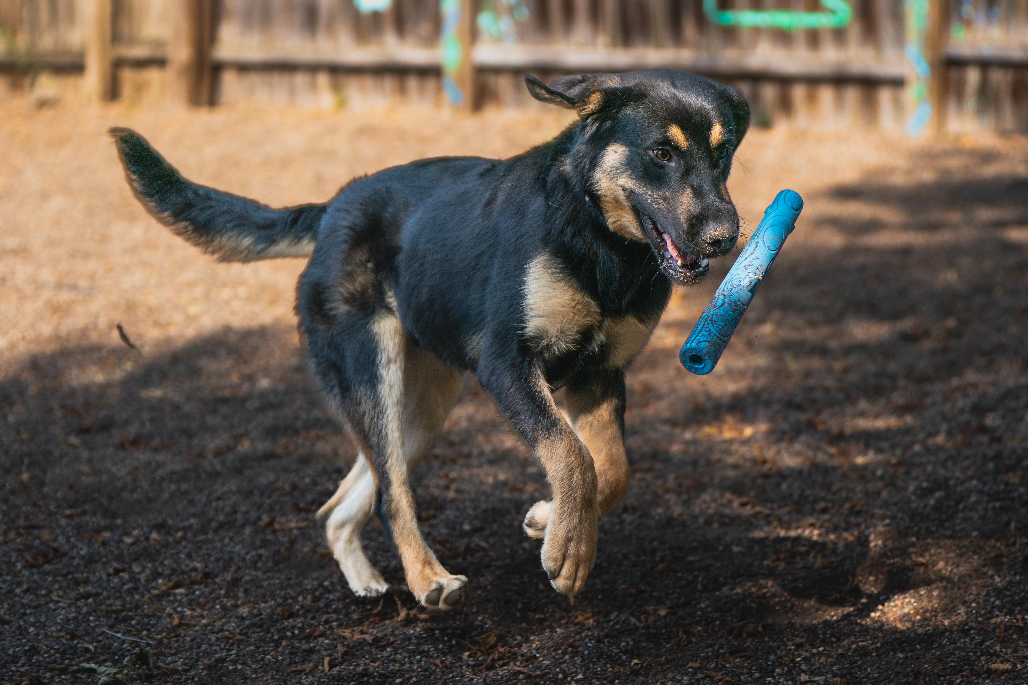 Ranger, a ADOPTABLE mixed breed in Red Wing, MN image 4/5