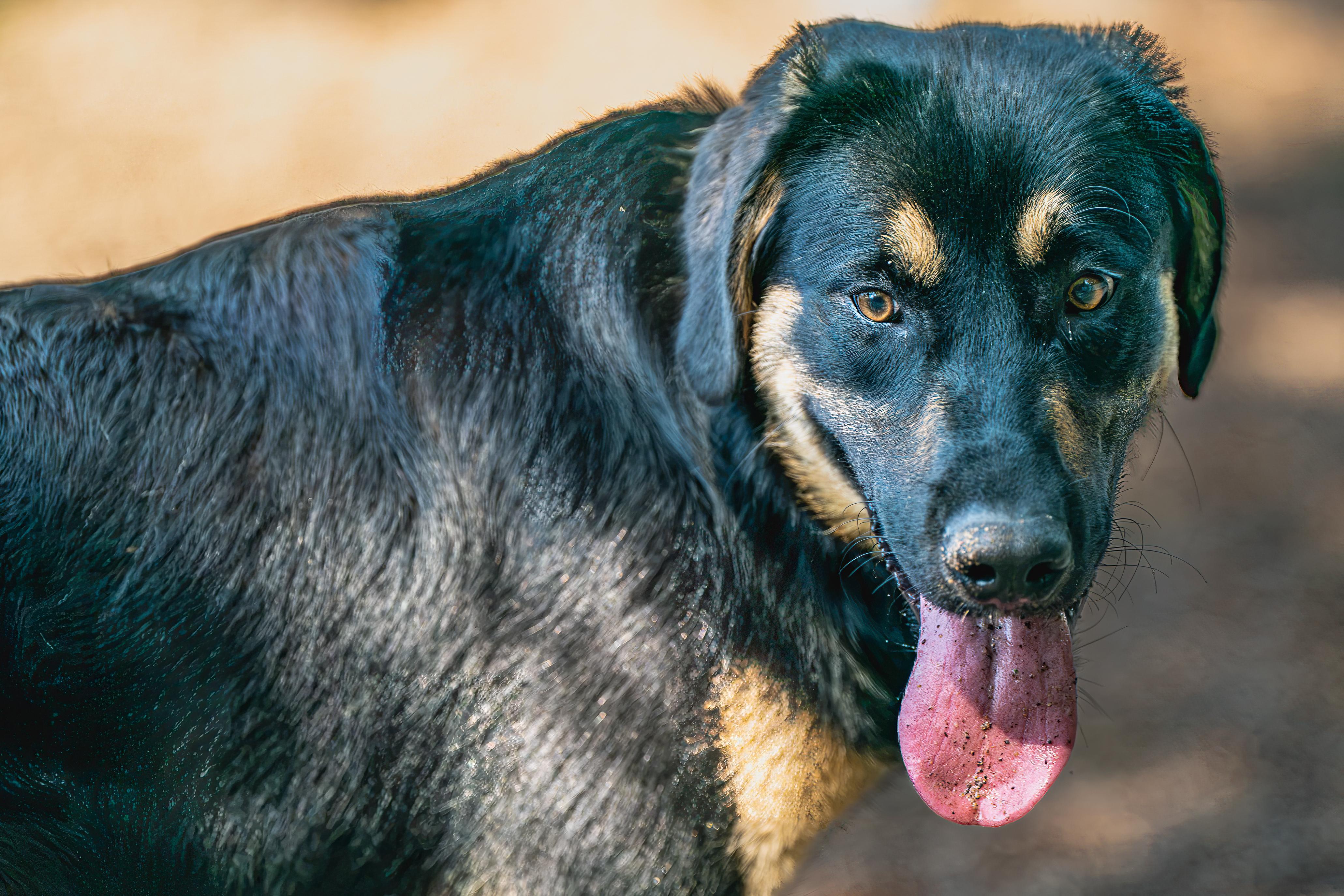 Ranger, a ADOPTABLE mixed breed in Red Wing, MN image 2/5